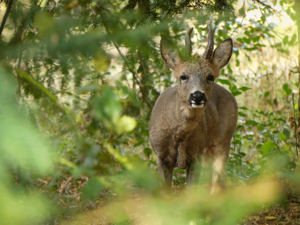Wildlife