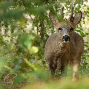 Wildlife