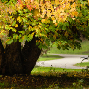  Park