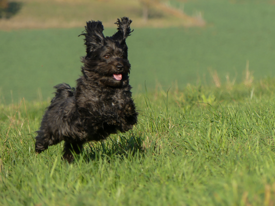 Run Buddy, run!!!