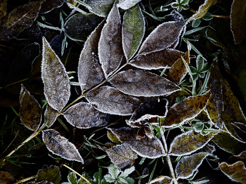 First frosty morning