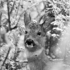 First snow