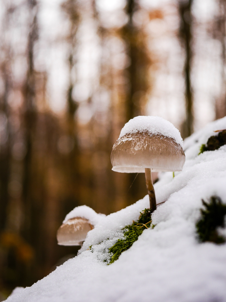 Autumn snow