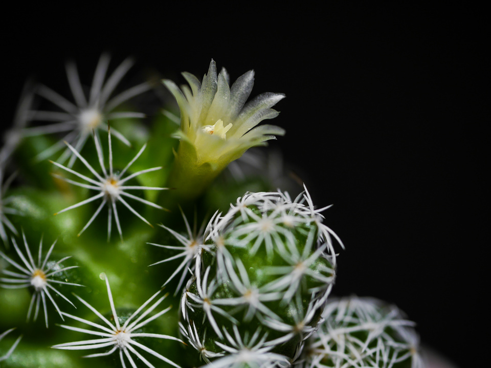 A blooming cactus