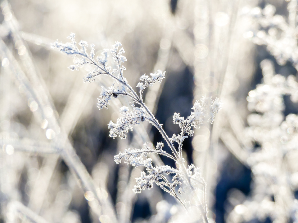 Frosty morning