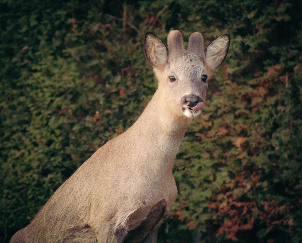  Oh deer,  would ...