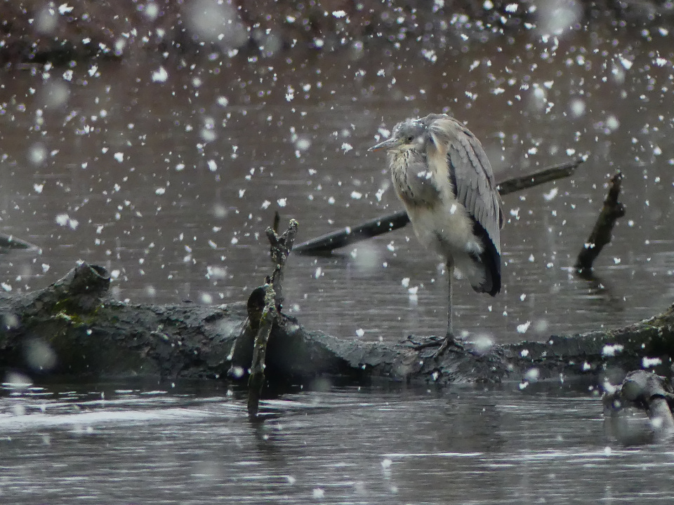  Rain and snow today, ...