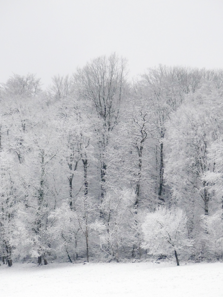 White morning