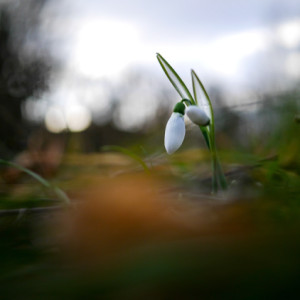  Have found first snowdrops ...