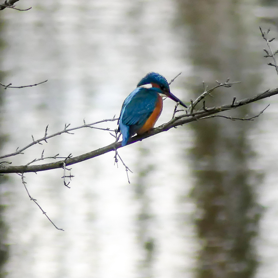Common kingfisher