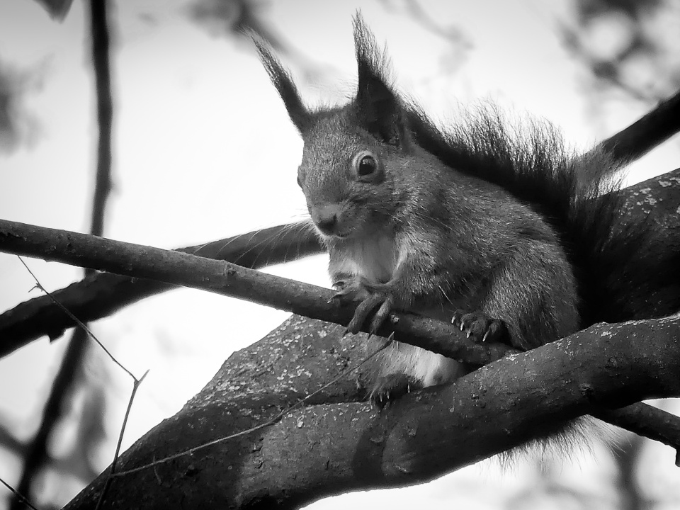  Up in the trees.