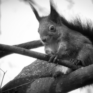  Up in the trees.