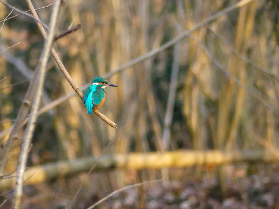 Kingfisher again
