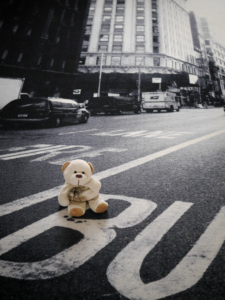 Little teddy in a big city