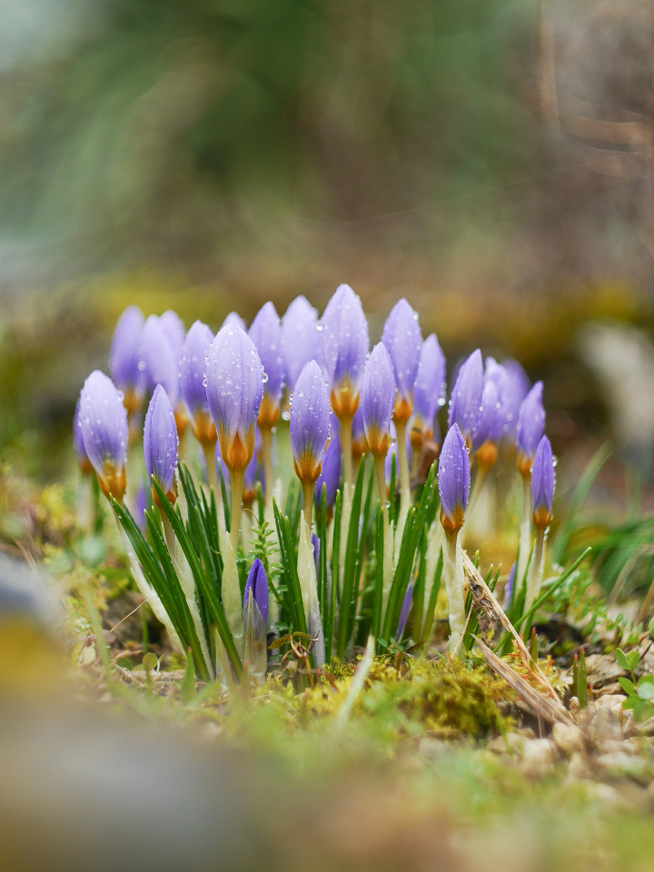 First crocuses