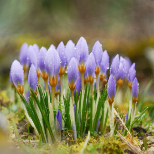 First crocuses