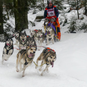 Husky races