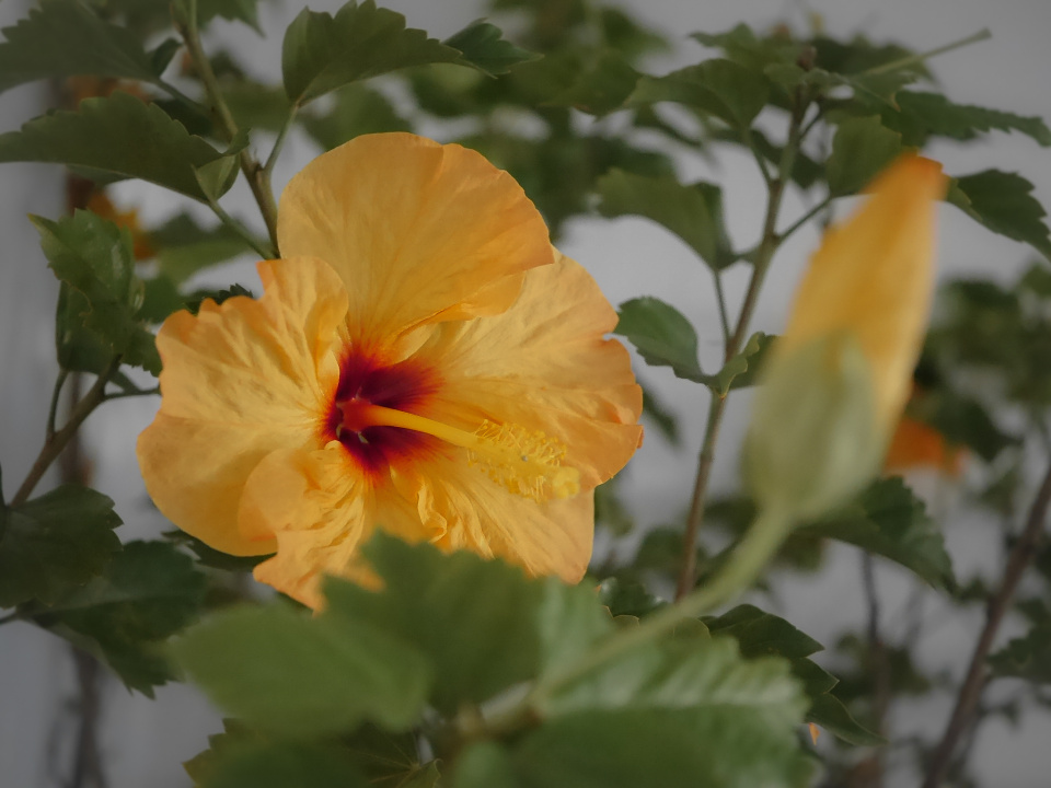Wintering hibiscus