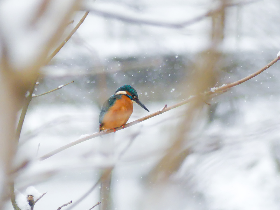 Kingfisher
