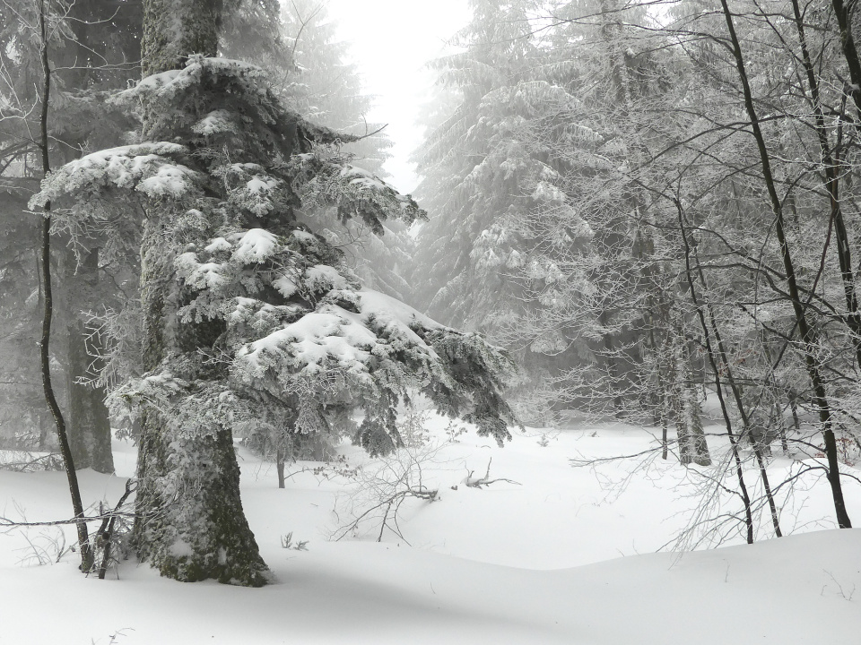 Cross country skiing in Black Forest