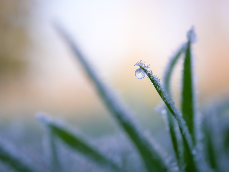 Frosty morning