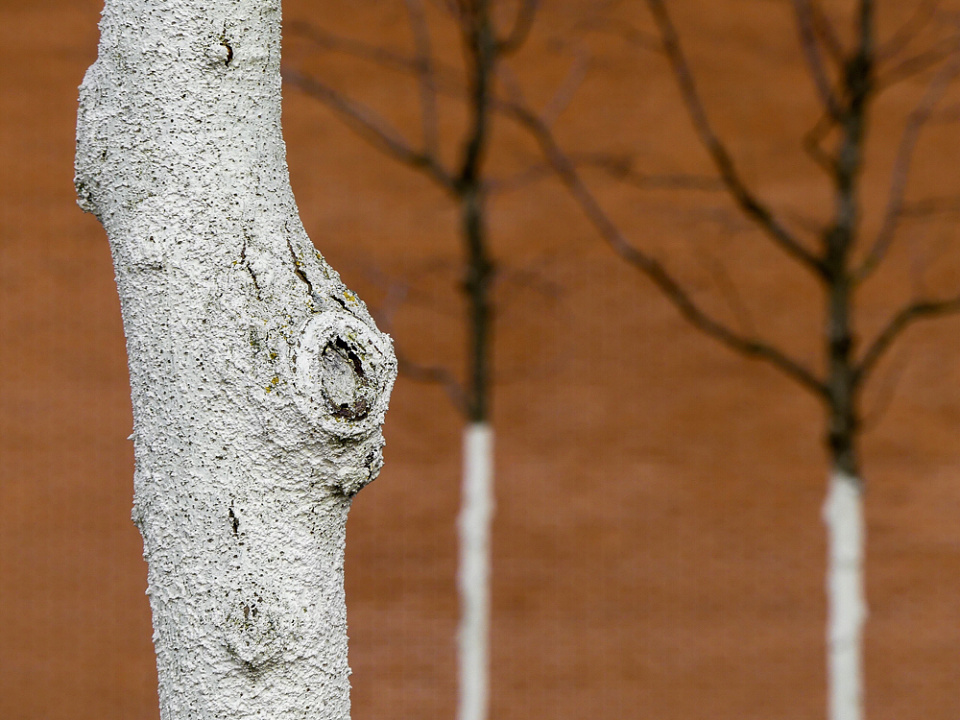 Trees