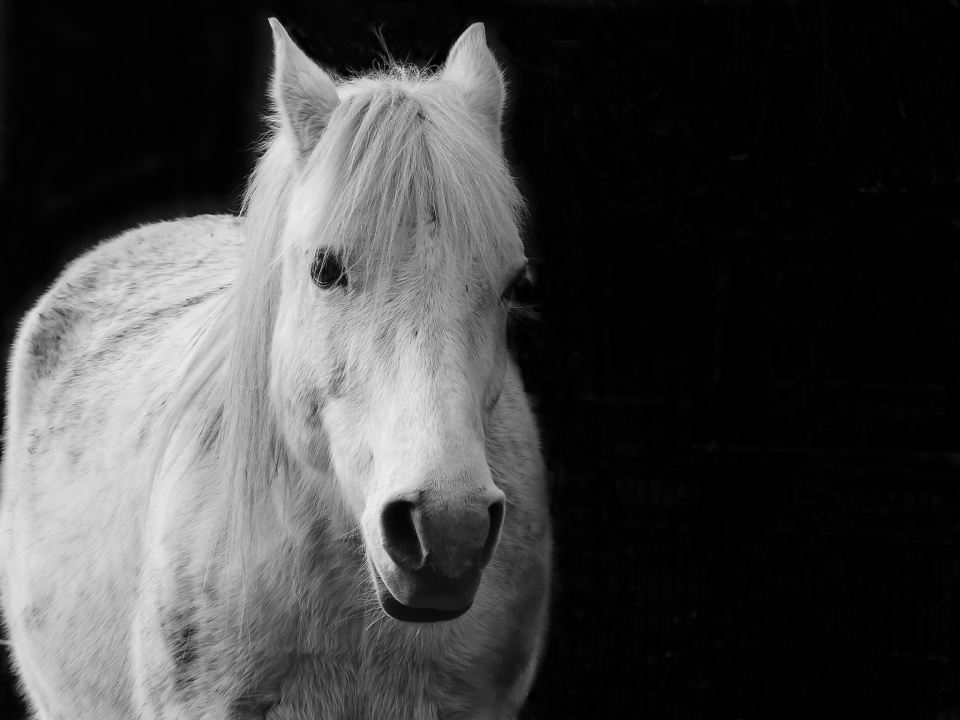A white beauty