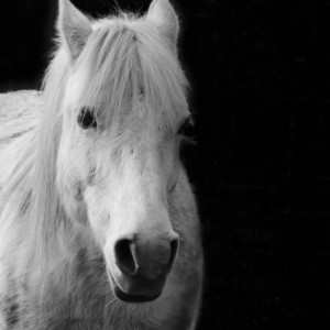 A white beauty