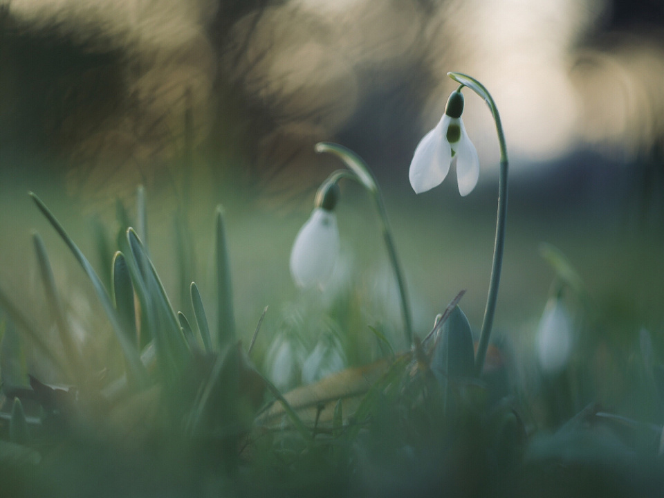  Snowdrops in the evening ...
