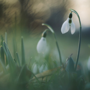  Snowdrops in the evening ...