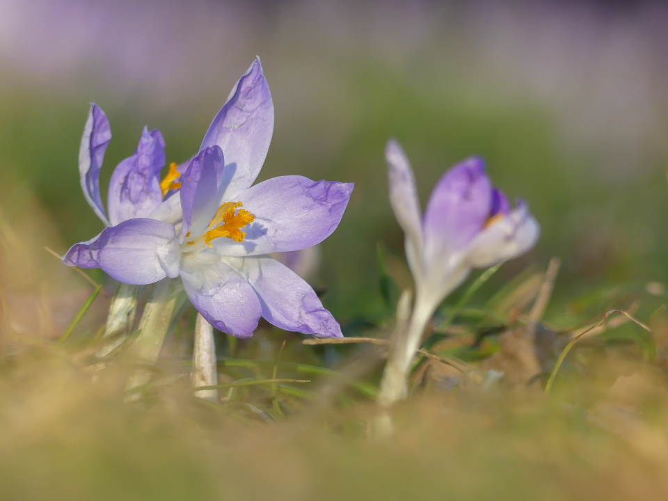 Spring is here!