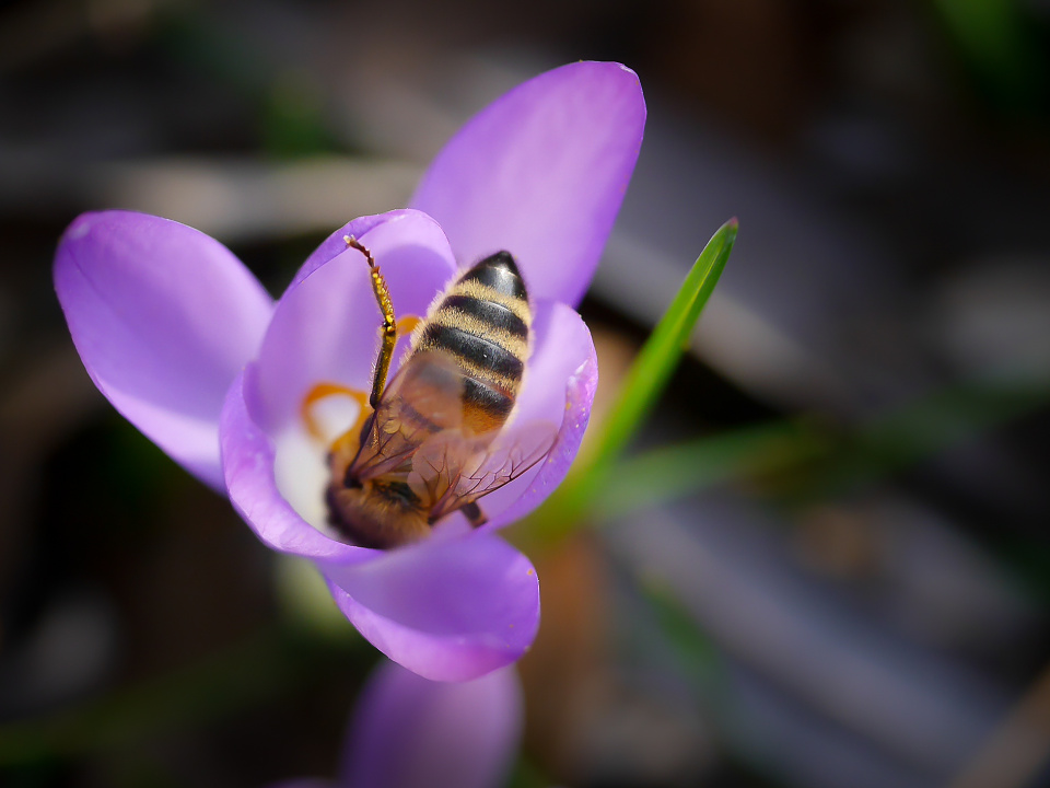 Bees are back