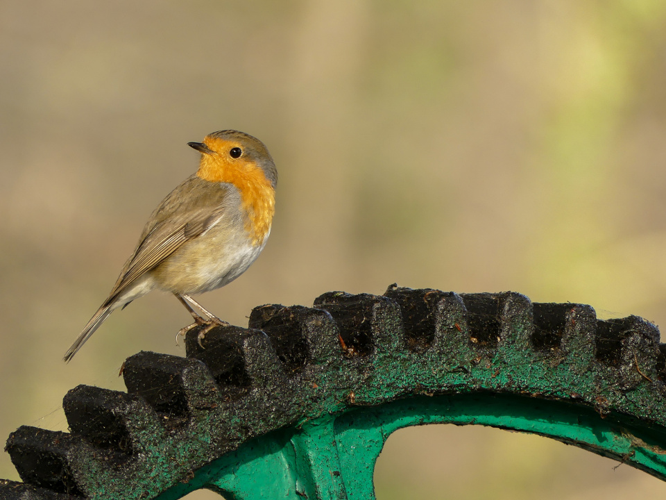  This little robin kindly ...