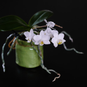 Orchid