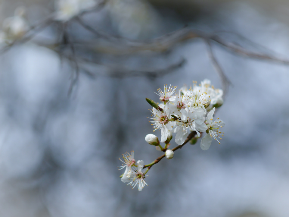 Spring blossoms