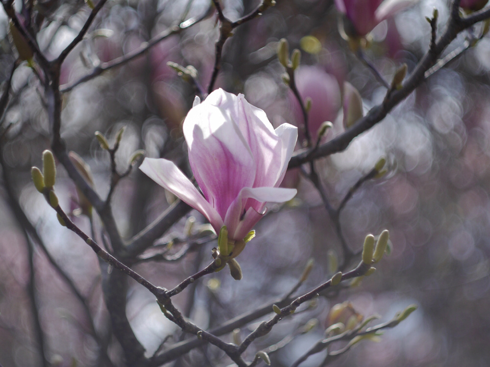 Hello spring