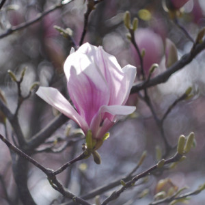 Hello spring