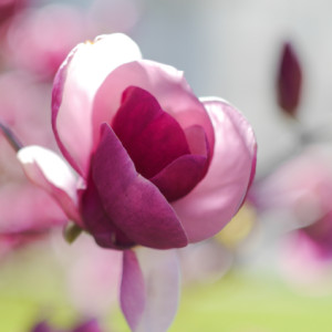 Magnolia