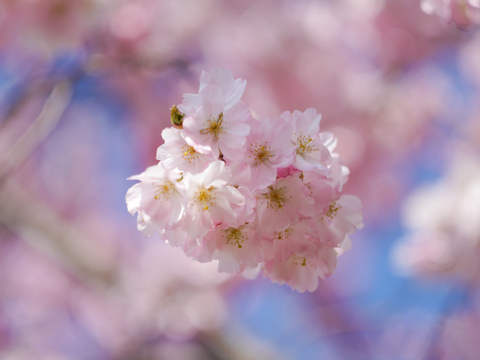 Blossom