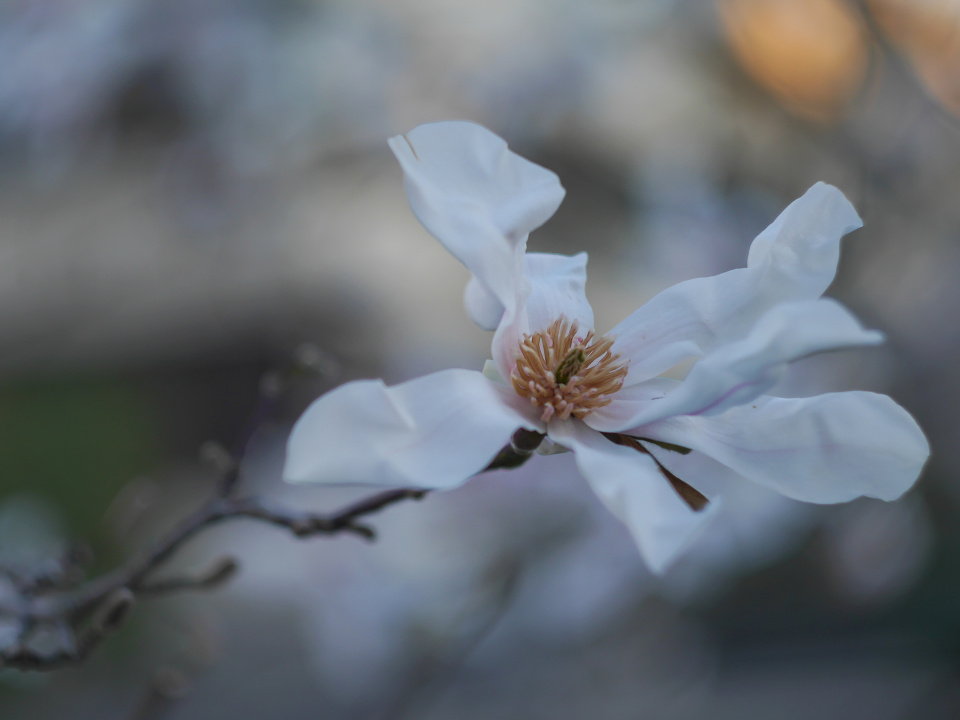 Magnolia