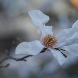 Magnolia