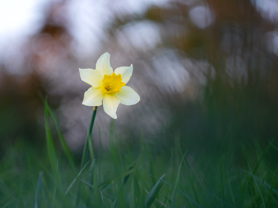 A lone daffodil