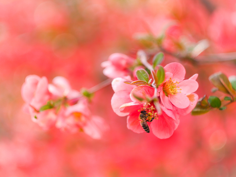 A busy bee