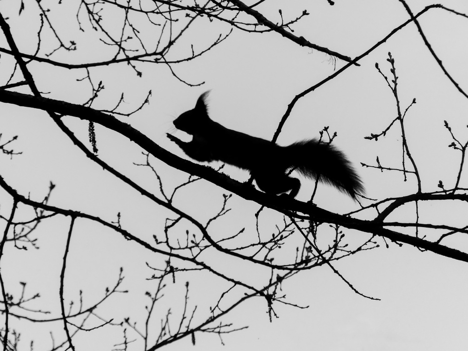  Up in the trees