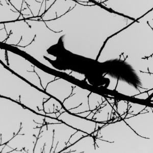  Up in the trees