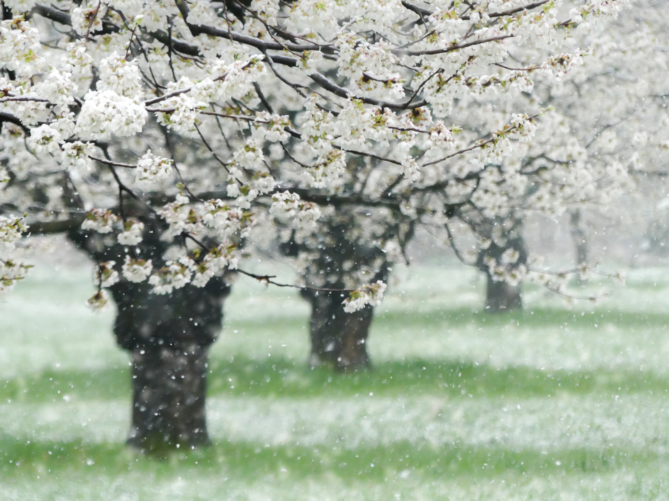 Snowy spring