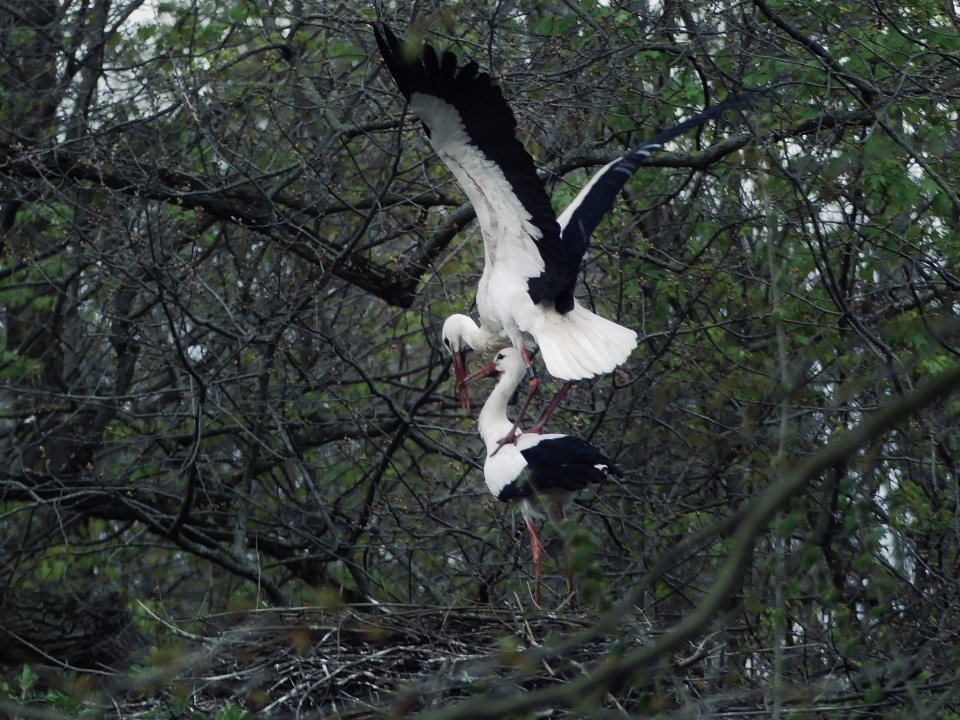 Mating season