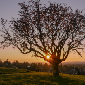 Evening walk
