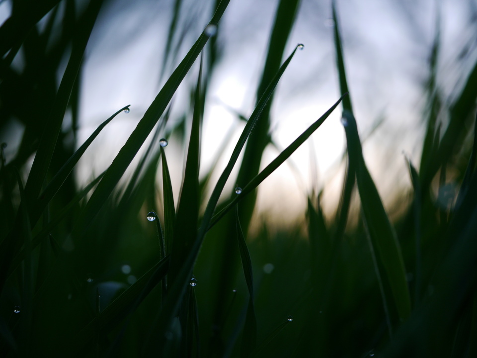 Rain
