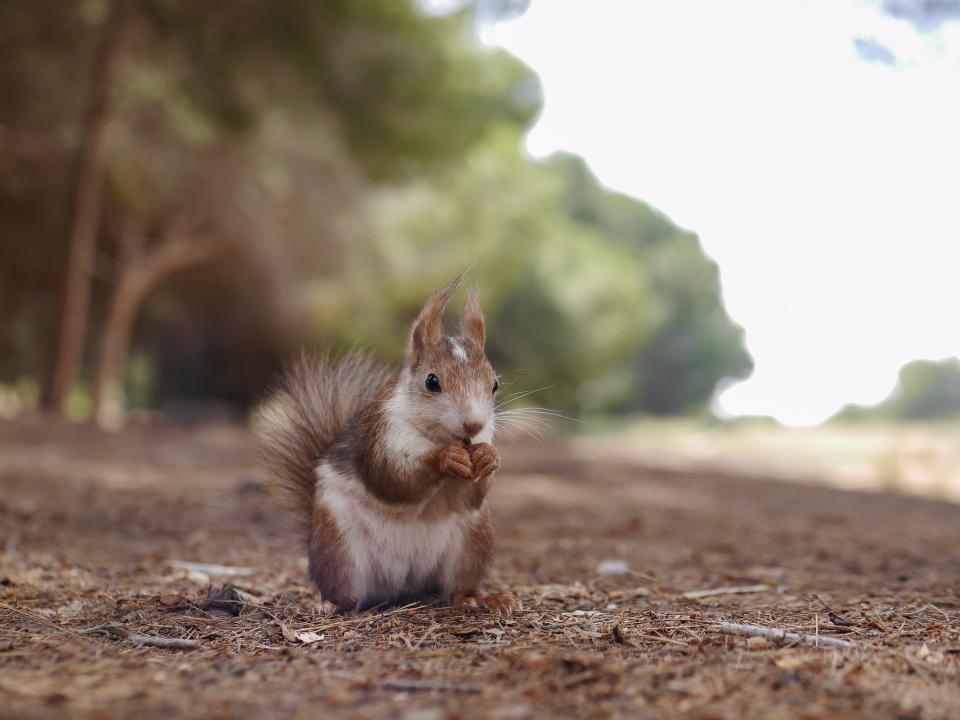 A Spanish squirrel